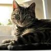 Cat 2