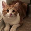 Found Cat