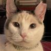 Funny Cat