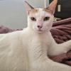 Cat 4