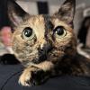 Feed the Tortie
