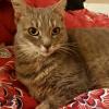 Voice Actor Cat