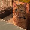Fire Cat