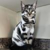 Piebald