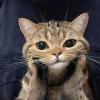 Cat Tax