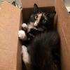 Box Cat