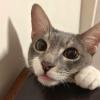Shared Cat