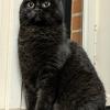 Morgoth