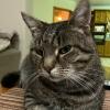 Relaxed Cat