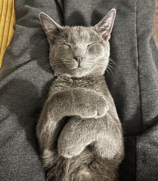 Feline Meditation
