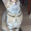 Proud Kitty