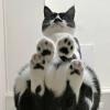 Beans