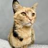 Tortie