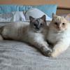 Siblings Pose