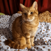 Bed Cat