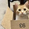 Office Cat