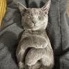 Feline Meditation