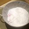 Lumpy Cat