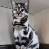 Thinking Cat