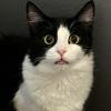 Demand Kitty