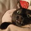 Bat Cat