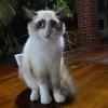 Expressive Cat