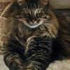 Coolest Cat