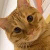 Friend Cat