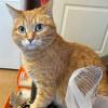 Rescue Cat