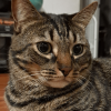 Meowgi