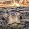 Sea Turtle