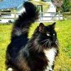 Skunk Cat