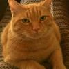 Marvin 1