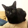 Black Cat