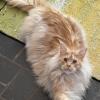 Furrrnando