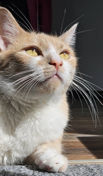 Sunshine Kitty