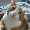 Birthday Cat