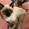 Perfect Cat