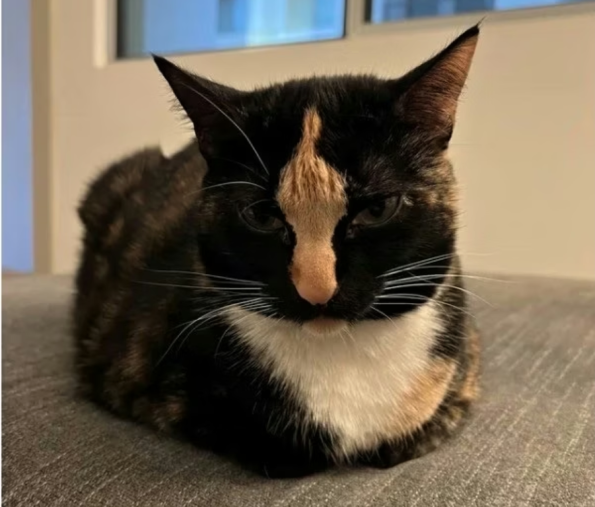 Tortitude