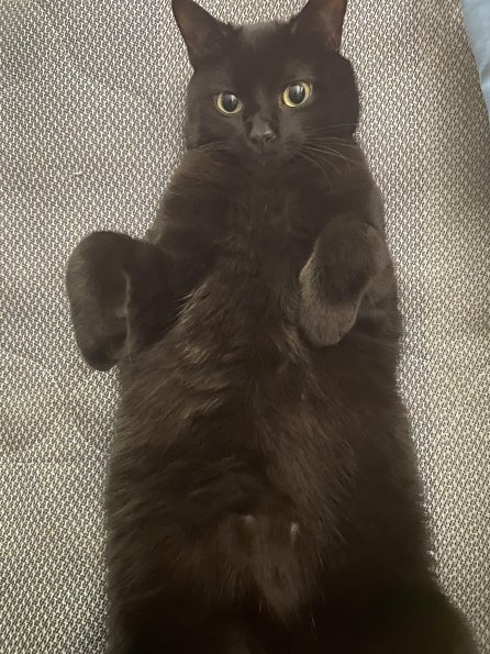 Nemo