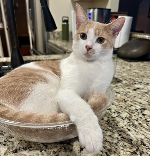 Cat Bed