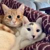 Orange and Pillow
