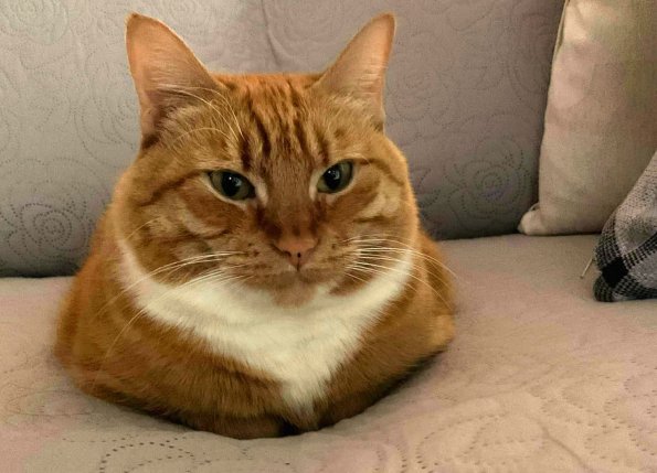 Cheddar