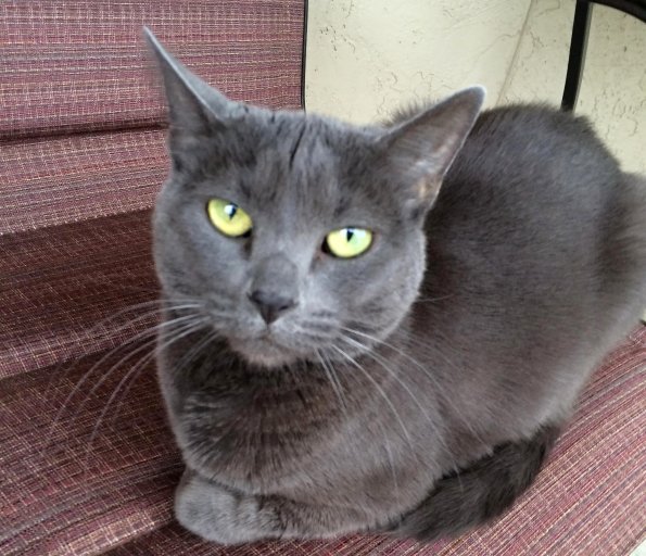 Grey Cat