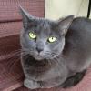 Grey Cat