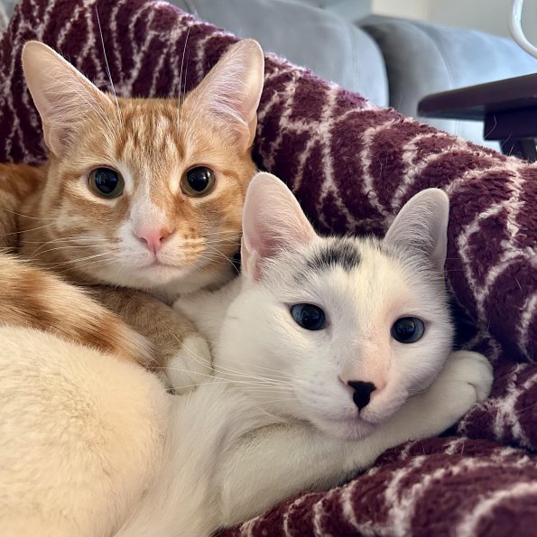 Orange and Pillow