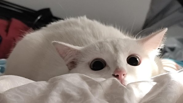 Pouncer