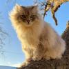 Majestic