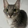 Nervous Cat