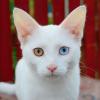 Cat Eyes